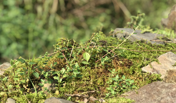土壤防治已有法可依 修復之路仍任重道遠